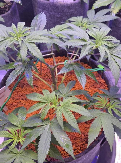 Permanent Marker - Traphouse Genetics. Week 6