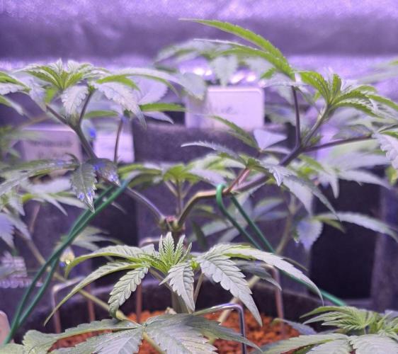 Permanent Marker - Traphouse Genetics. Week 6