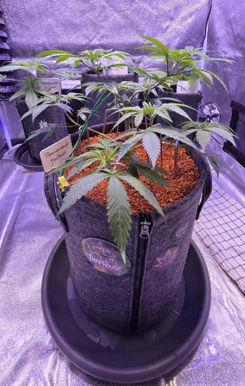 Permanent Marker - Traphouse Genetics. Week 6