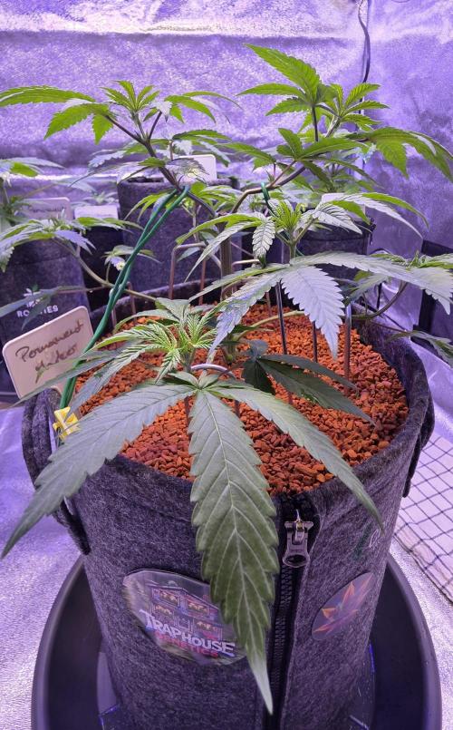 Permanent Marker - Traphouse Genetics. Week 6