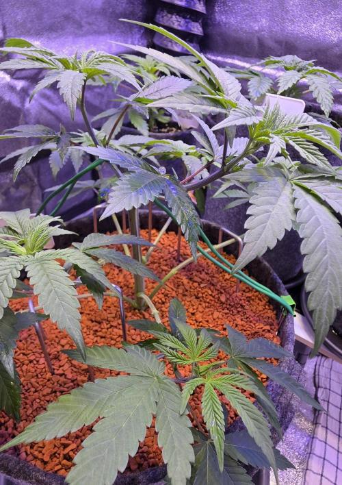 Permanent Marker - Traphouse Genetics. Week 6