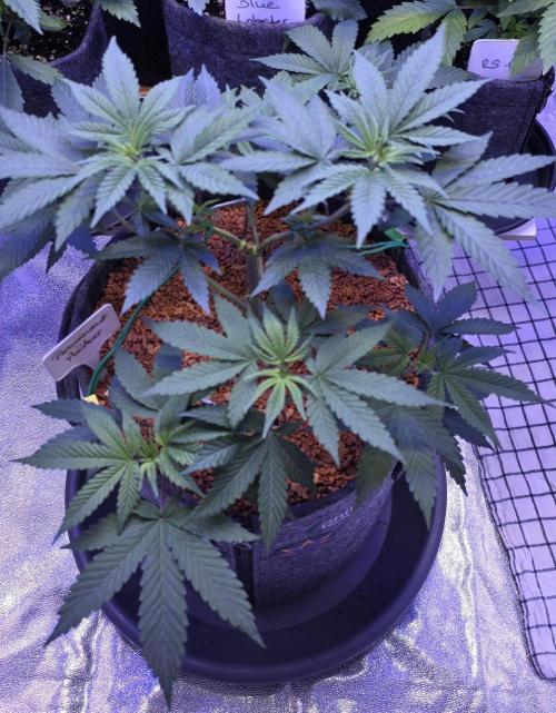 Permanent Marker - Traphouse Genetics. Week 6