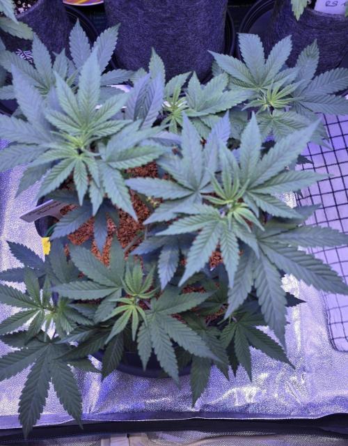Permanent Marker - Traphouse Genetics. Week 6