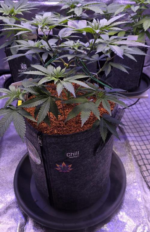 Permanent Marker - Traphouse Genetics. Week 6