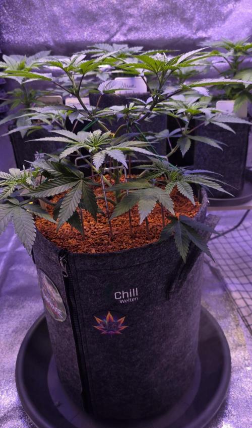 Permanent Marker - Traphouse Genetics. Week 6