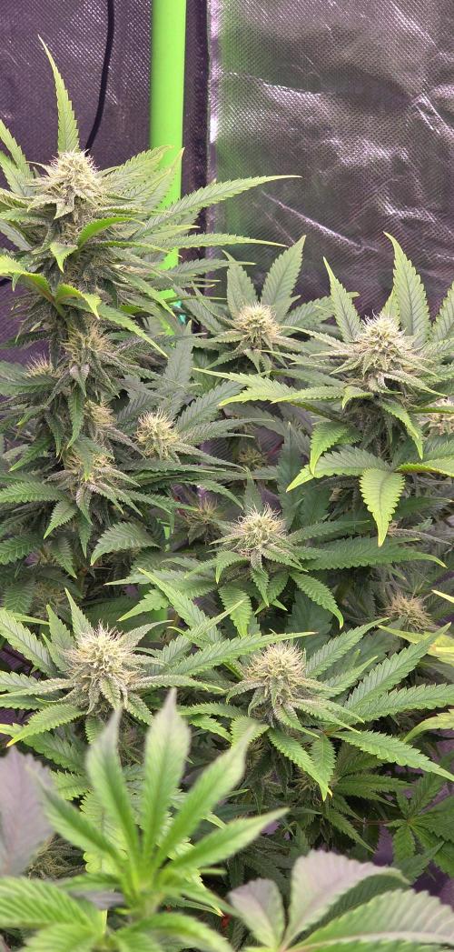 Amnesia Haze (B) Ganja Farmer. Week 12