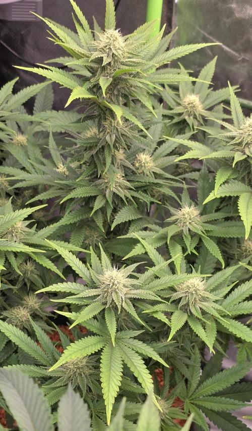 Amnesia Haze (B) Ganja Farmer. Week 12