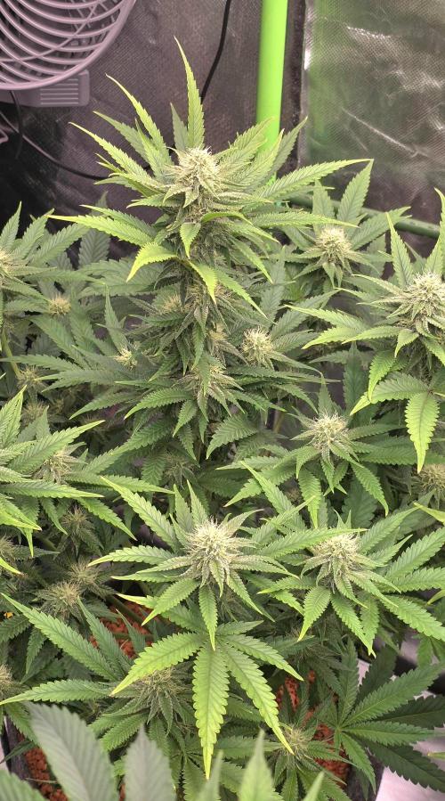 Amnesia Haze (B) Ganja Farmer. Week 12