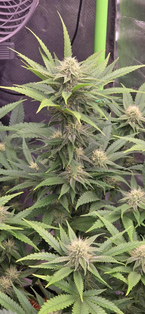 Amnesia Haze (B) Ganja Farmer. Week 12