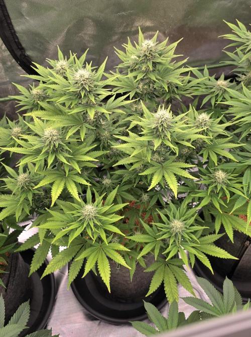 Amnesia Haze (B) Ganja Farmer. Week 12