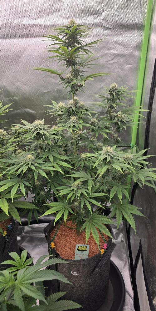 Amnesia Haze (B) Ganja Farmer. Week 12