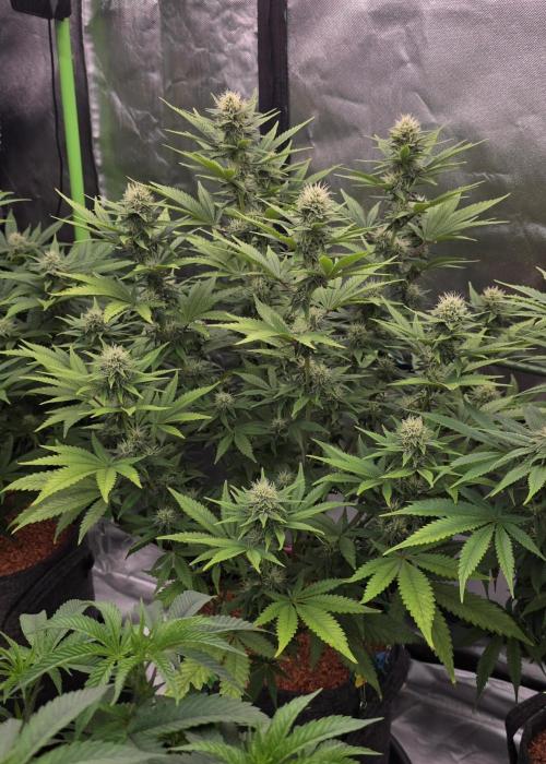 Amnesia Haze (B) Ganja Farmer. Week 12