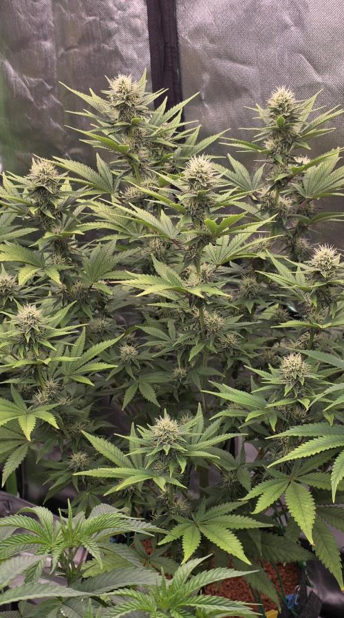 Amnesia Haze (B) Ganja Farmer. Week 12