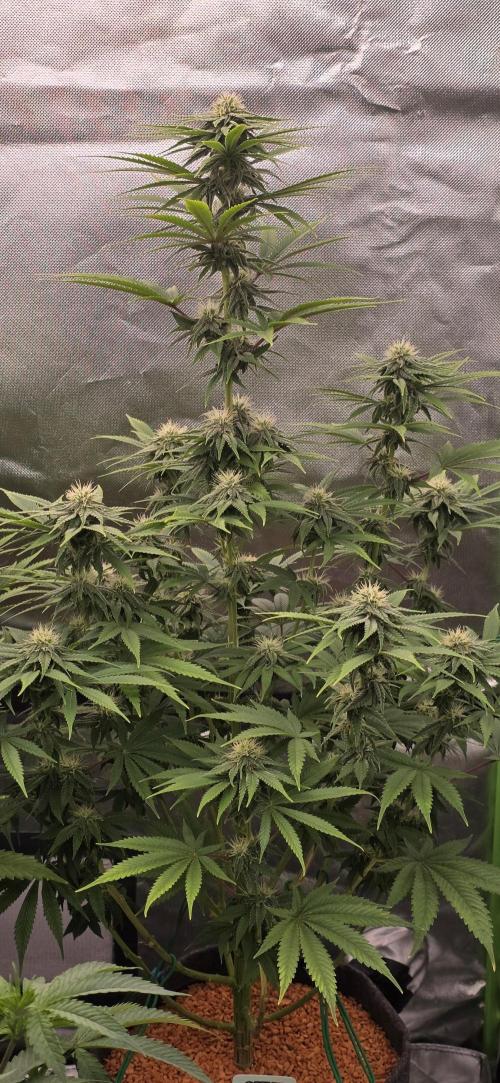 Amnesia Haze (B) Ganja Farmer. Week 12