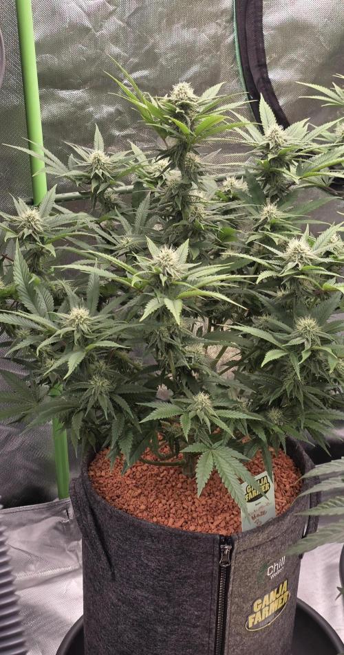 Amnesia Haze (B) Ganja Farmer. Week 12