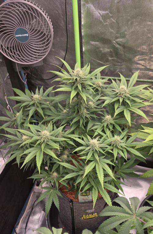 Amnesia Haze (B) Ganja Farmer. Week 12