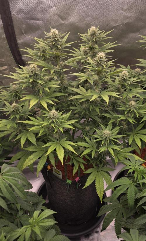 Amnesia Haze (B) Ganja Farmer. Week 12