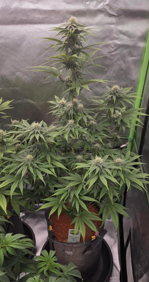 Amnesia Haze (B) Ganja Farmer. Week 12