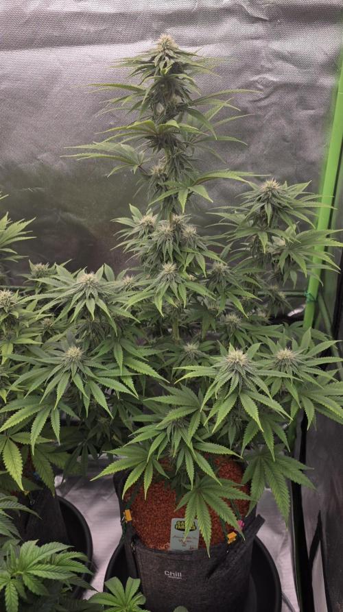 Amnesia Haze (B) Ganja Farmer. Week 12