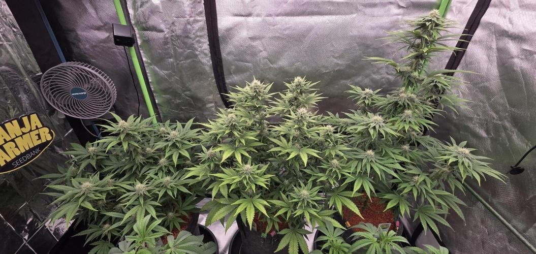 Amnesia Haze (B) Ganja Farmer. Week 12