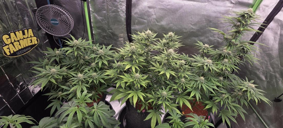 Amnesia Haze (B) Ganja Farmer. Week 12