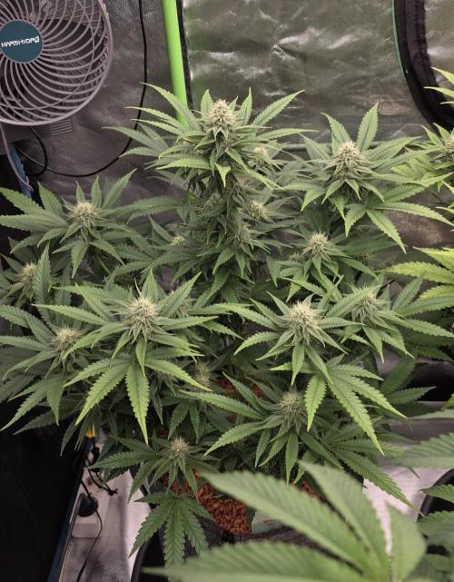 Amnesia Haze (B) Ganja Farmer. Week 12