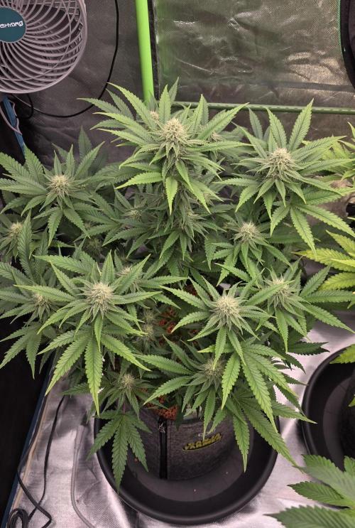 Amnesia Haze (B) Ganja Farmer. Week 12