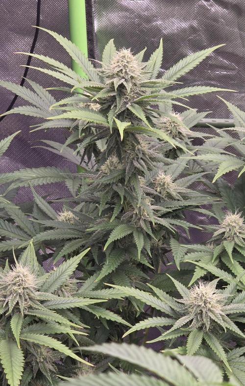 Amnesia Haze (B) Ganja Farmer. Week 12