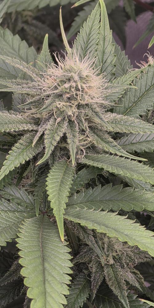 Amnesia Haze (B) Ganja Farmer. Week 12