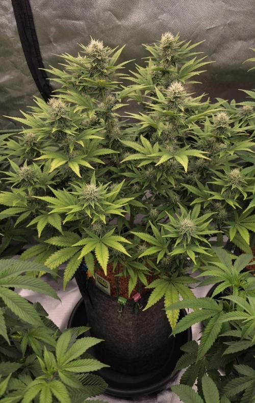Amnesia Haze (B) Ganja Farmer. Week 12