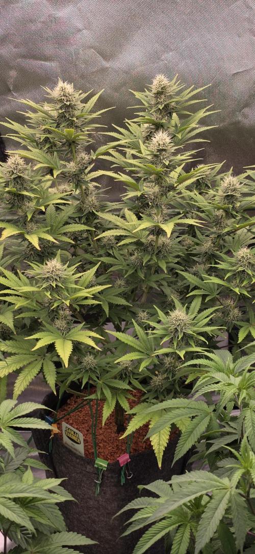 Amnesia Haze (B) Ganja Farmer. Week 12