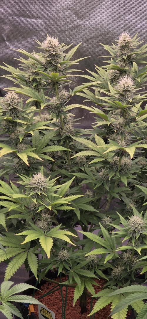 Amnesia Haze (B) Ganja Farmer. Week 12