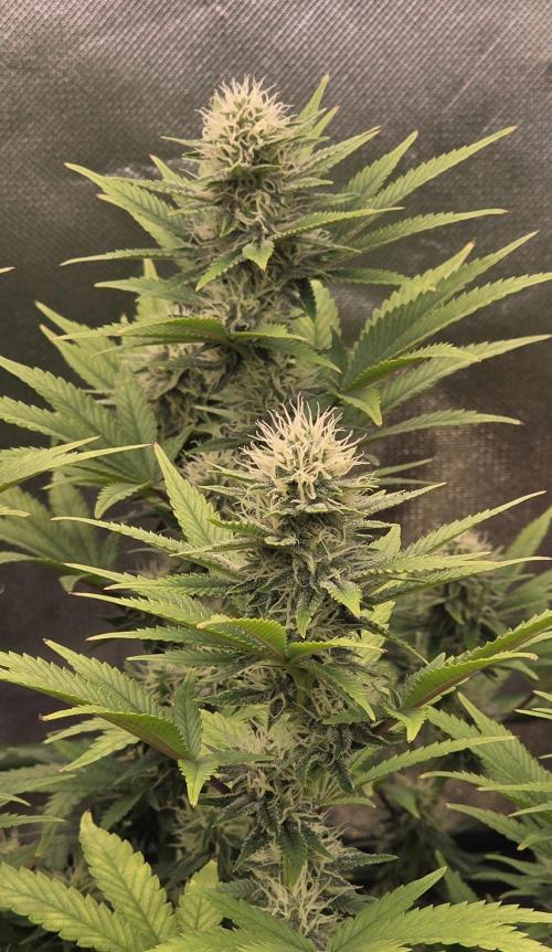 Amnesia Haze (B) Ganja Farmer. Week 12
