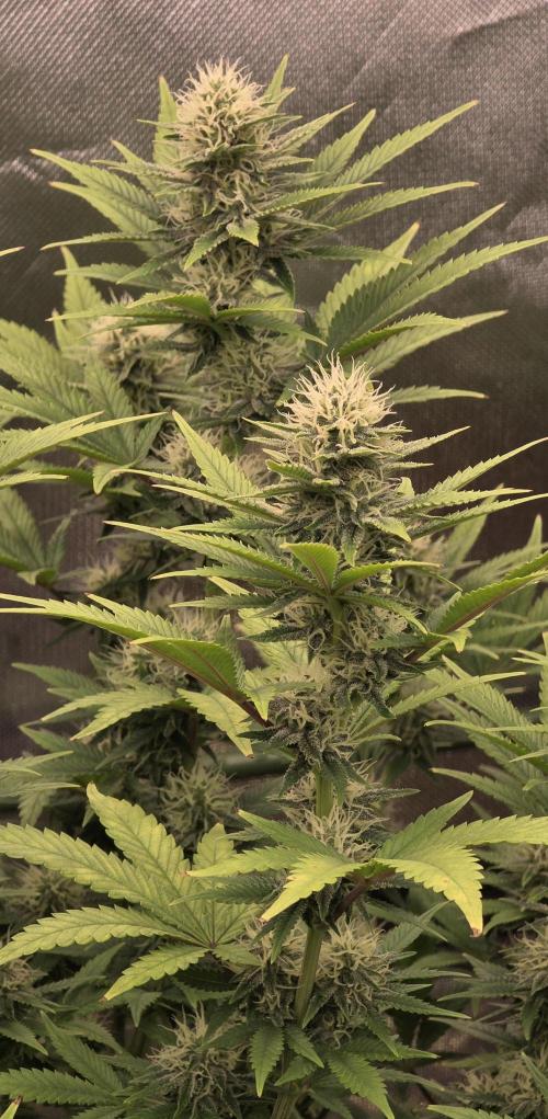 Amnesia Haze (B) Ganja Farmer. Week 12