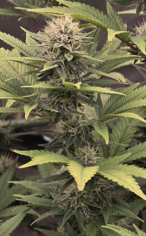 Amnesia Haze (B) Ganja Farmer. Week 12
