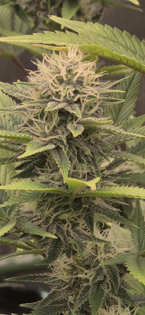 Amnesia Haze (B) Ganja Farmer. Week 12