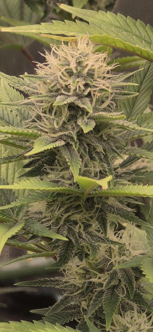 Amnesia Haze (B) Ganja Farmer. Week 12