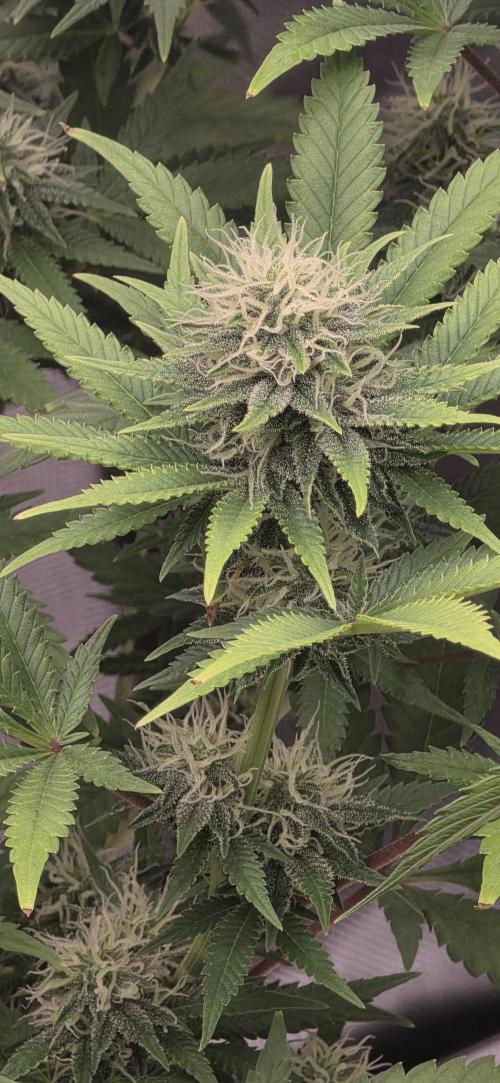 Amnesia Haze (B) Ganja Farmer. Week 12