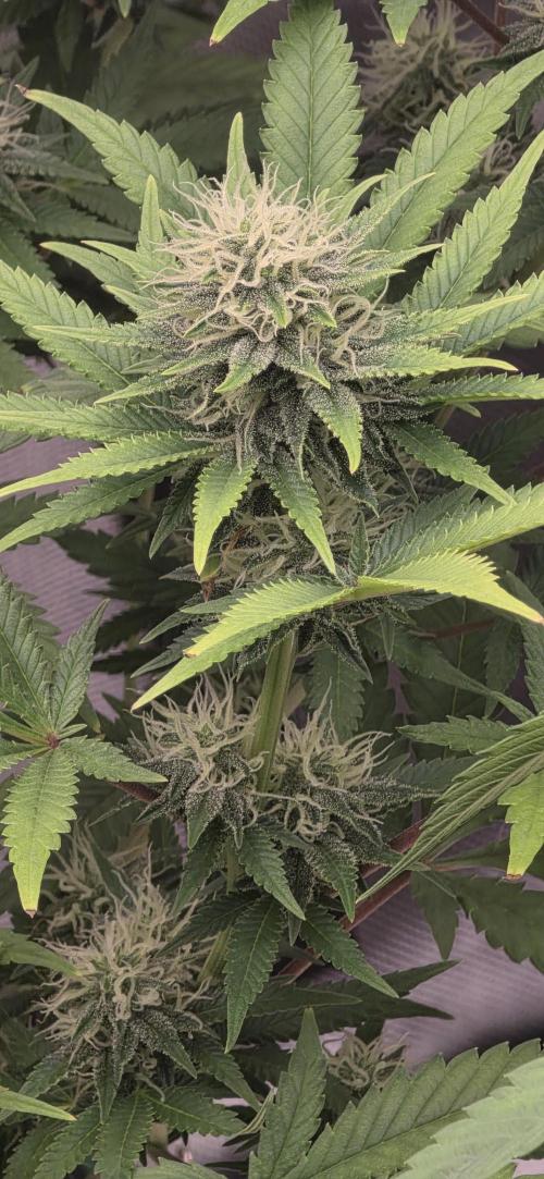 Amnesia Haze (B) Ganja Farmer. Week 12
