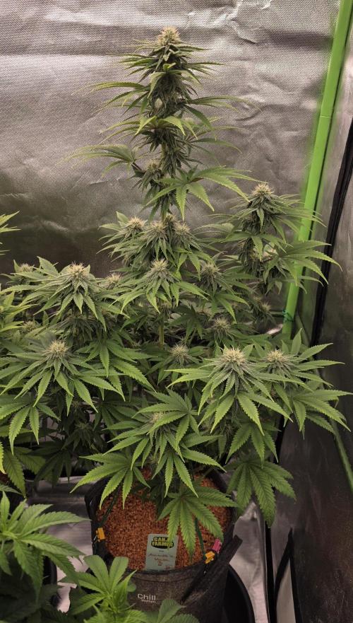 Amnesia Haze (B) Ganja Farmer. Week 12