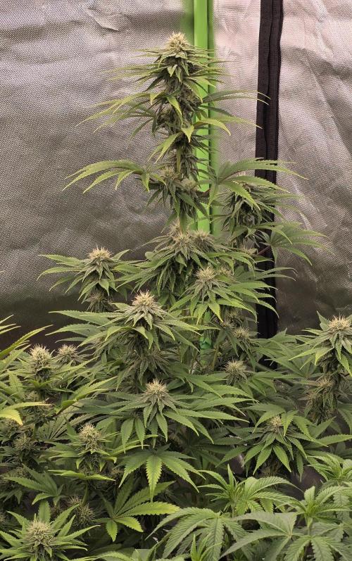 Amnesia Haze (B) Ganja Farmer. Week 12