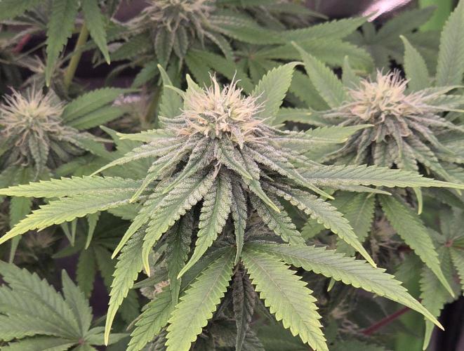 Amnesia Haze (B) Ganja Farmer. Week 12