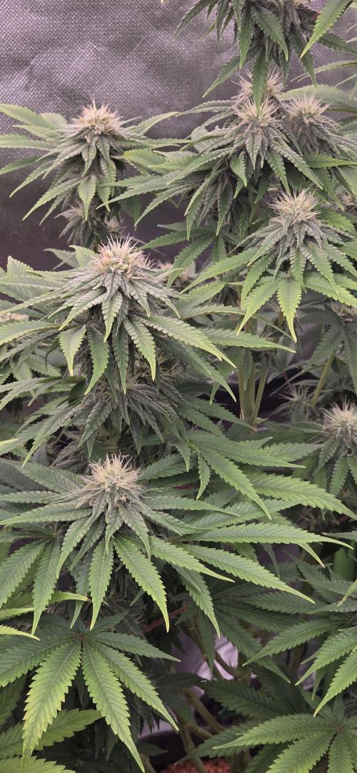 Amnesia Haze (B) Ganja Farmer. Week 12