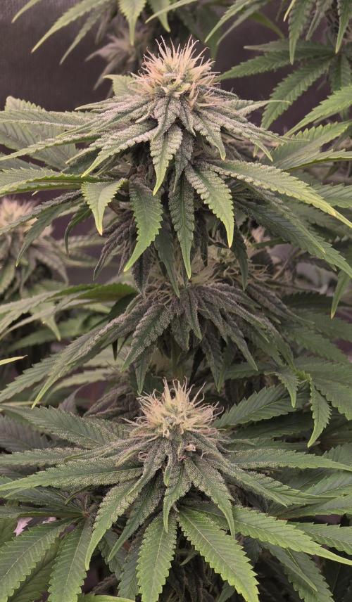 Amnesia Haze (B) Ganja Farmer. Week 12