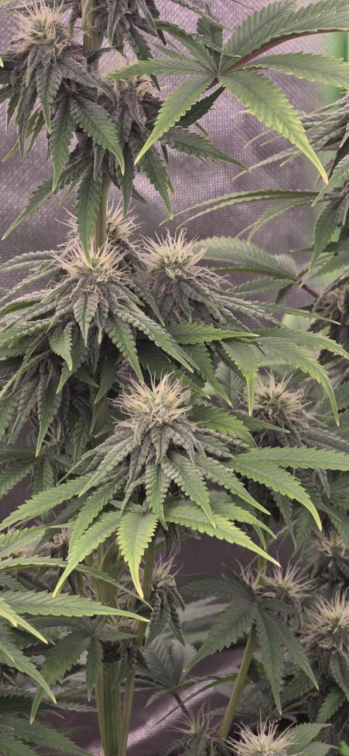 Amnesia Haze (B) Ganja Farmer. Week 12