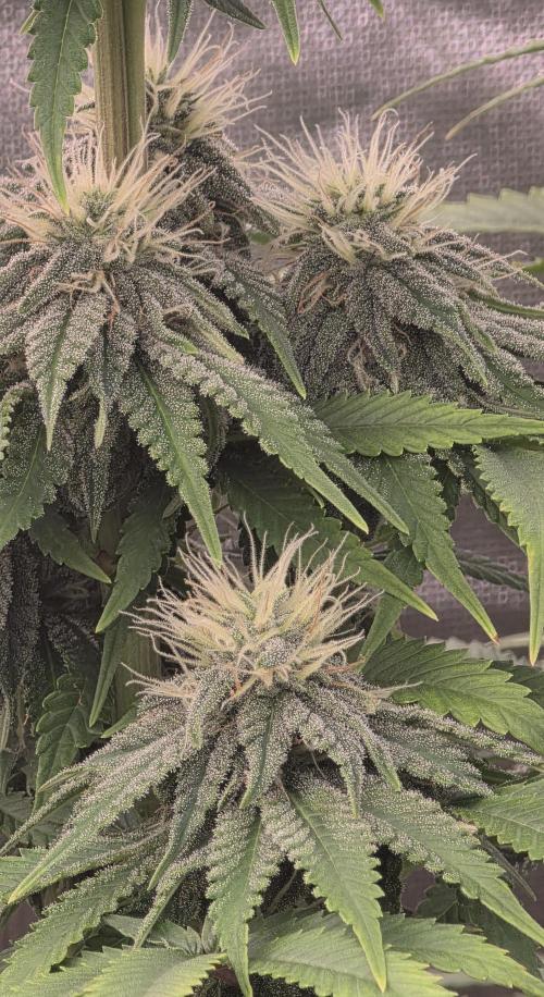Amnesia Haze (B) Ganja Farmer. Week 12