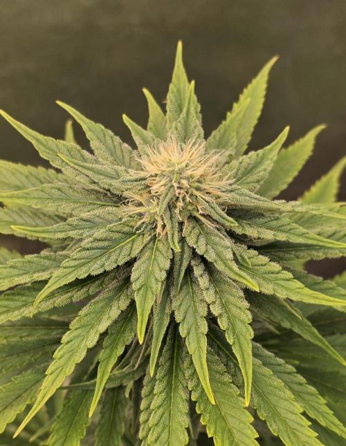 Amnesia Haze (B) Ganja Farmer. Week 12