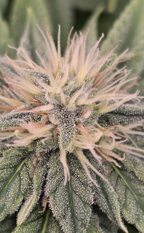 Amnesia Haze (B) Ganja Farmer. Week 12