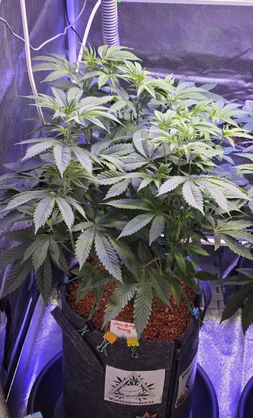 Naughty Dawg-Wunderbohnen-SeedsOfAnarchy. Week 9