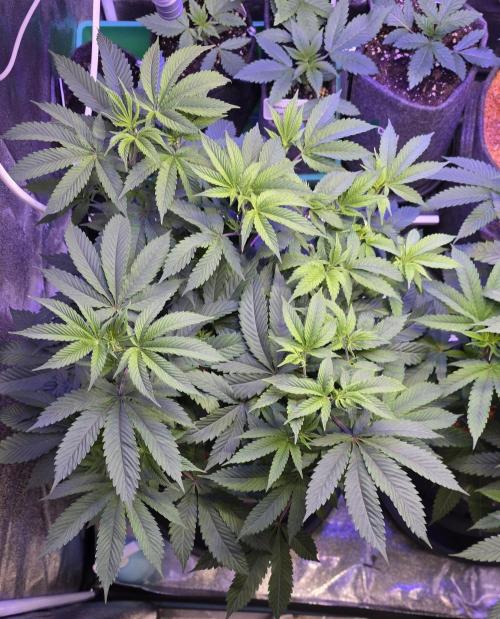Naughty Dawg-Wunderbohnen-SeedsOfAnarchy. Week 9